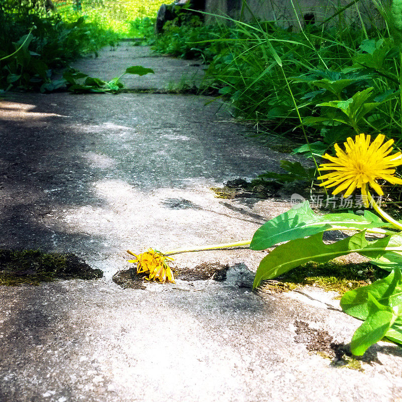 野生花园小径