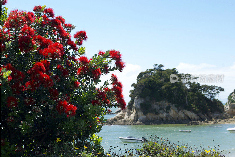新西兰波胡图卡瓦和海景