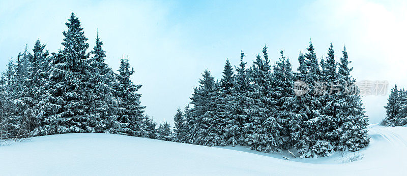 美丽的冬季景观和白雪覆盖的树木