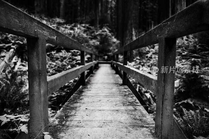 森林徒步桥黑色和白色