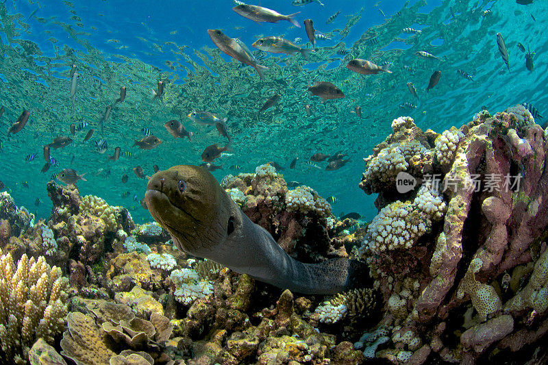 珊瑚礁中的海鳗