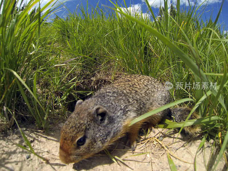 草原土拨鼠