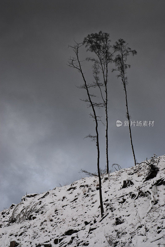 冬天，白雪覆盖的小山上有三棵光秃秃的树