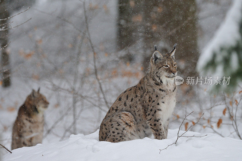 雪地里的山猫