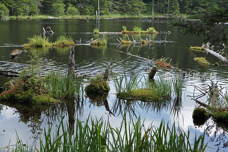 佛蒙特州绿山的海狸池塘湿地