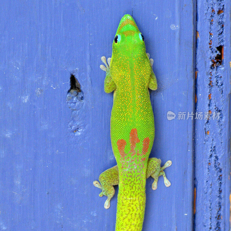 亮绿色蜥蜴与橙色斑点涂在蓝色表面