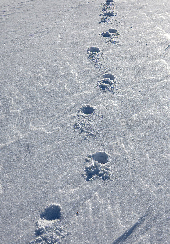 雪地里的脚印