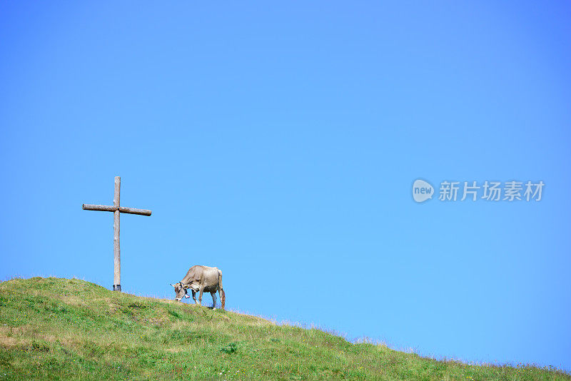 美丽的奥地利风景，牛和十字山上