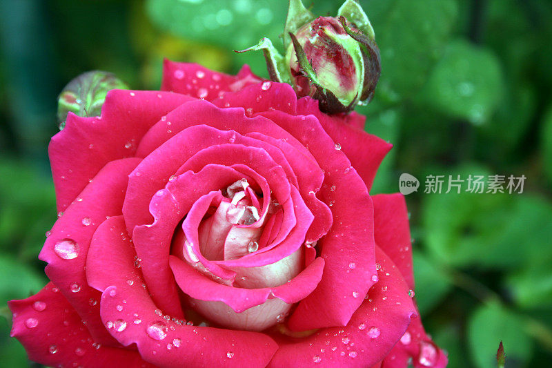 夏日雨后鲜亮的粉红玫瑰