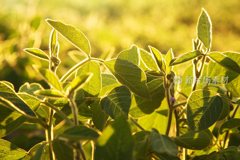 马铃薯植物背光背景1