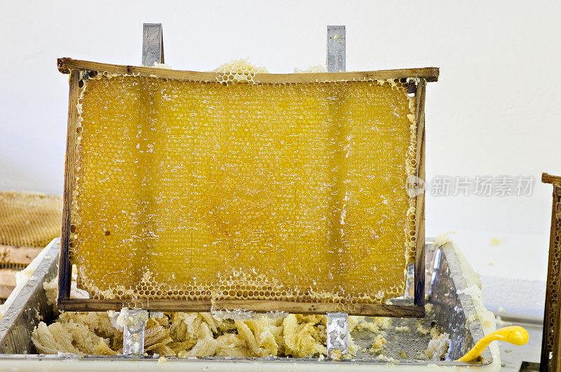 养蜂人从蜂巢里收集蜂蜜