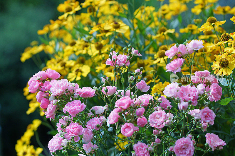 玫瑰和helenium