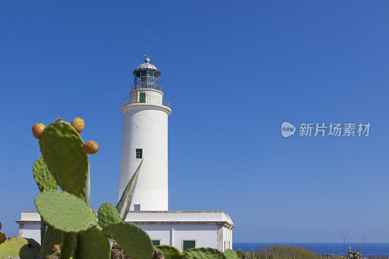 巴巴里亚灯塔顶，前景是刺梨