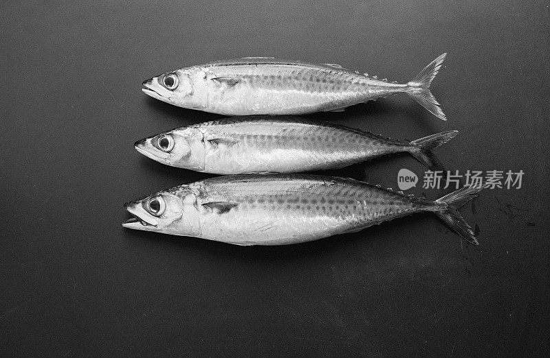黑白鲭鱼