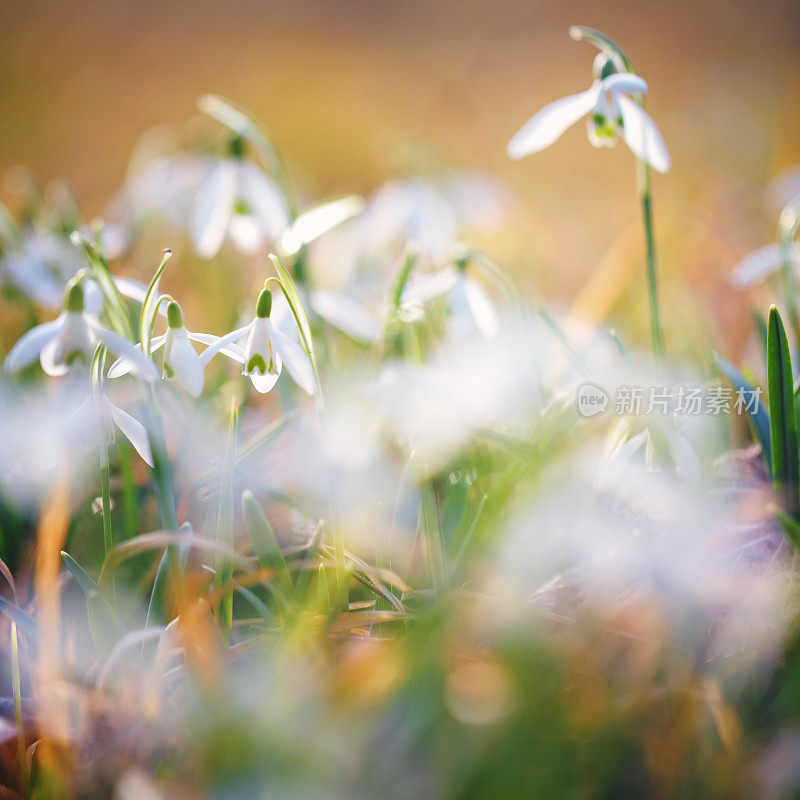 雪花莲(雪花)