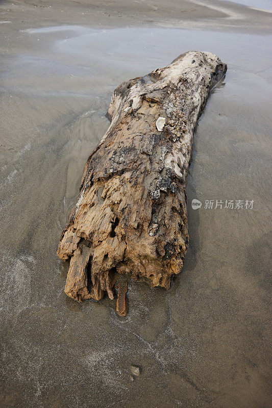 加尔维斯顿沙滩上的浮木