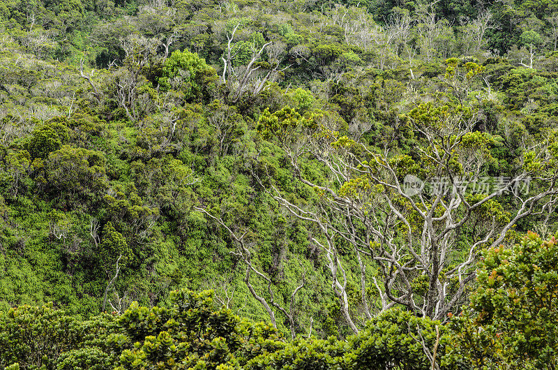 绿色热带雨林树木