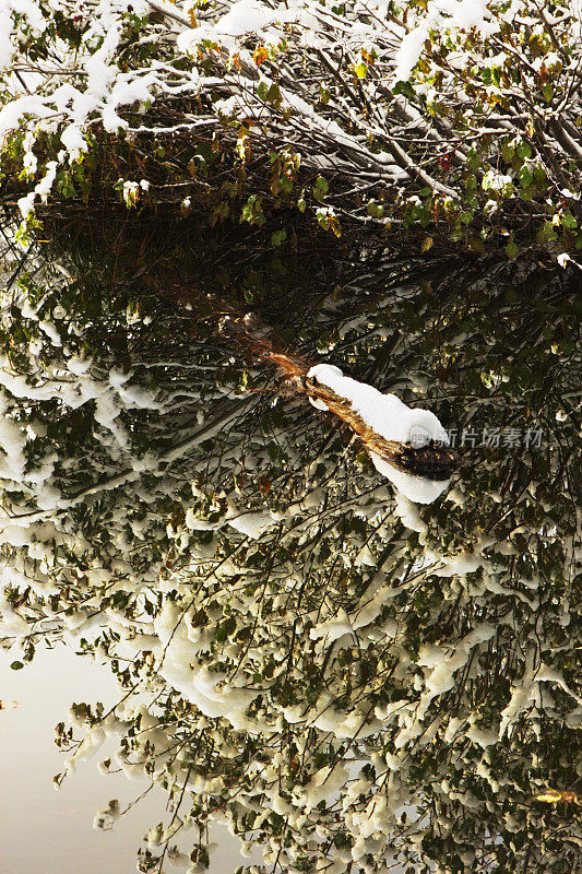 原木湖反射荒野雪