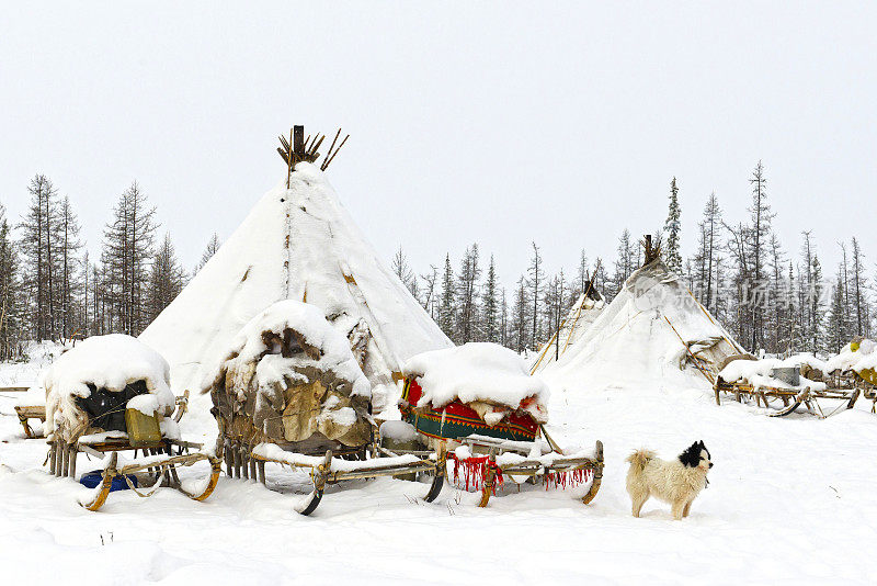 冰天雪地的极地苔原上游牧部落的狗、雪橇和其他东西
