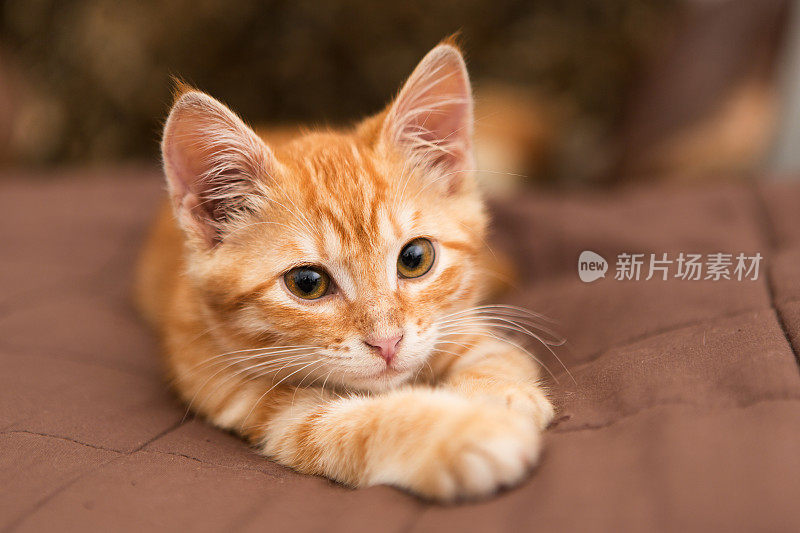 橙色的小猫咪躺在床上