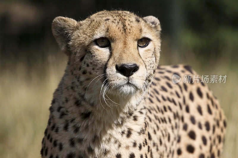南非克鲁格公园的猎豹