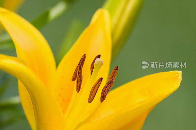 大百合-亚洲百合小蜜蜂