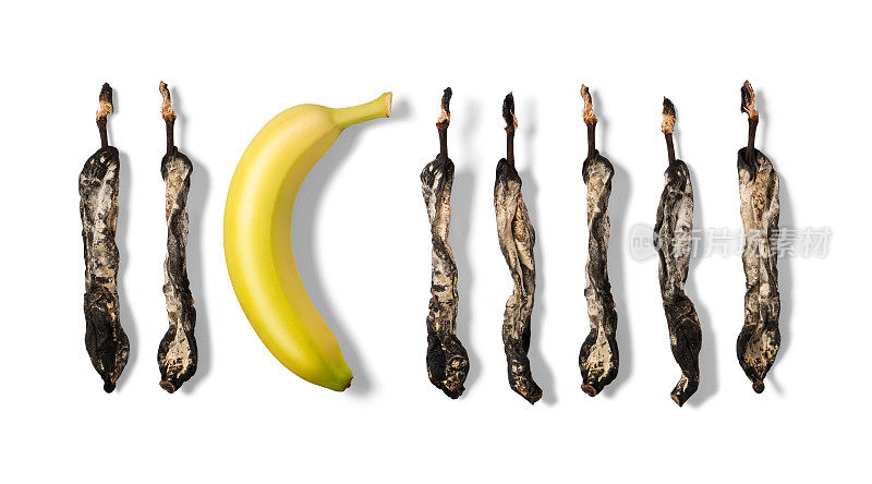 枯萎发霉的香蕉中最显眼的就是黄香蕉