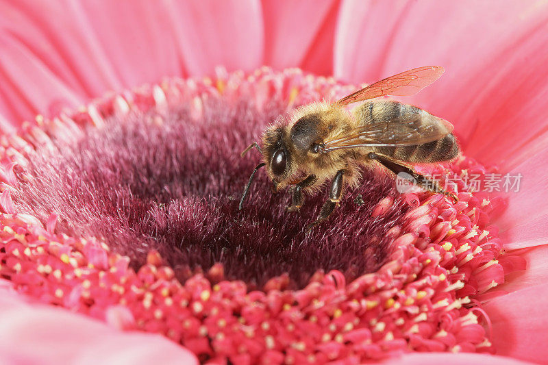 蜜蜂和粉色非洲菊08