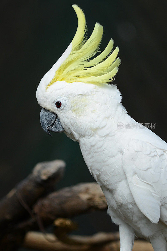 白色凤头鹦鹉鹦鹉，羽冠为黄色