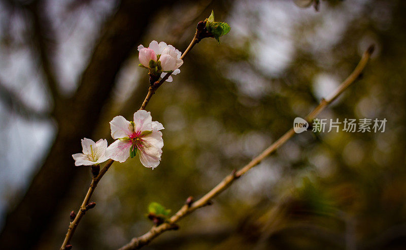 日本东京的樱花