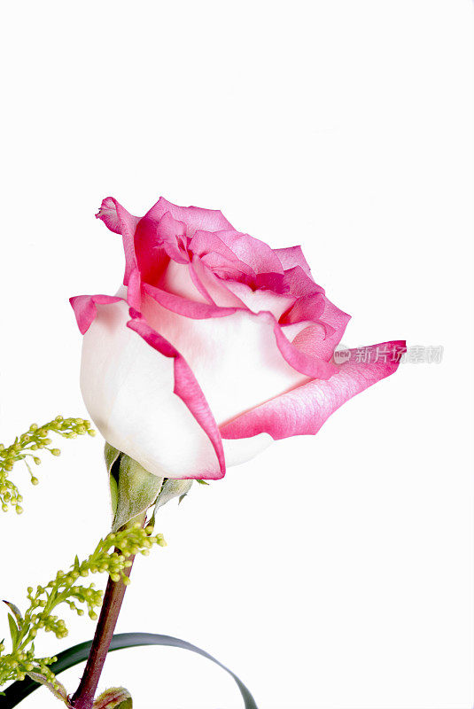 单瓣粉红玫瑰
