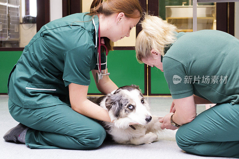 在兽医手术中受伤的狗
