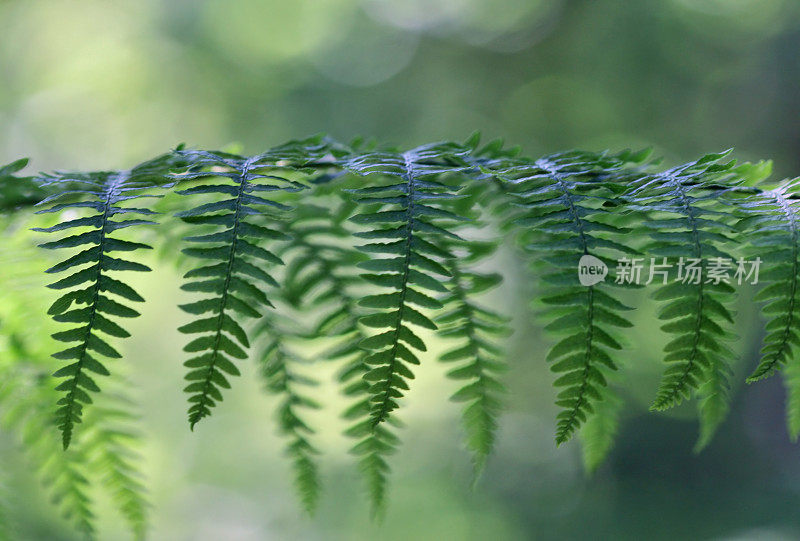 蕨类植物