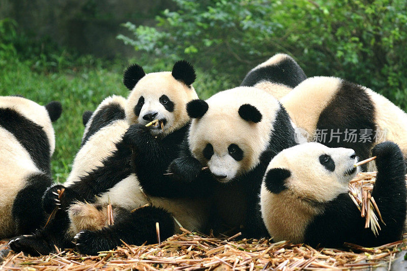 中国成都，一群吃竹子的大熊猫