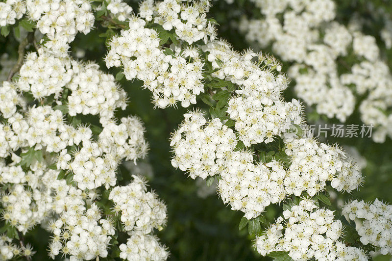 山楂花(山楂)或五月花