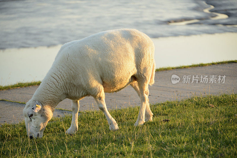 在瓦登海的堤坝上放羊