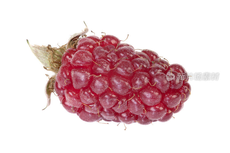 黑莓——Tayberry