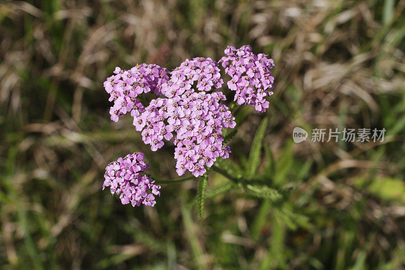 粉紫色蓍草，千叶蓍出乎意料的复合野花