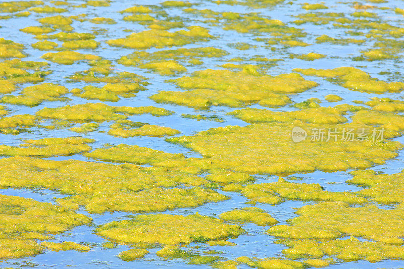藻华湿地池塘