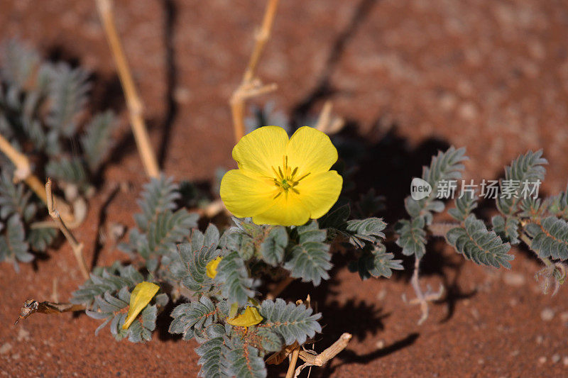 纳米比亚:纳米布沙漠中的花
