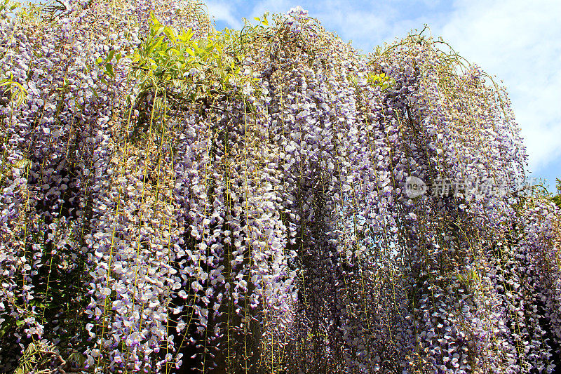 紫藤花图片(品种:紫藤花)