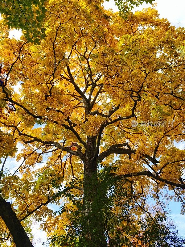 秋天橙色橡树顶部树枝树冠