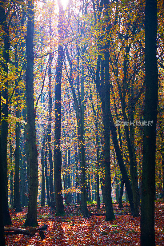 秋天的森林场景