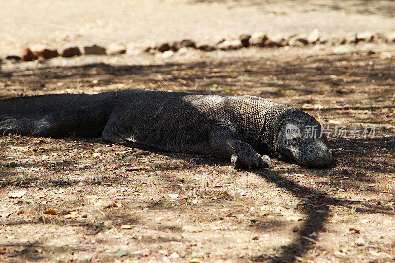 印度尼西亚:林卡岛上的科莫多巨蜥