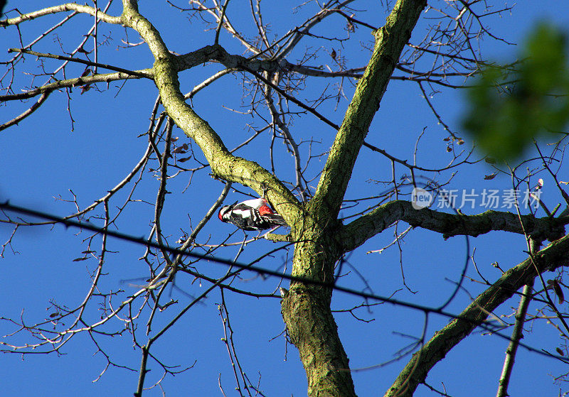 树上的啄木鸟