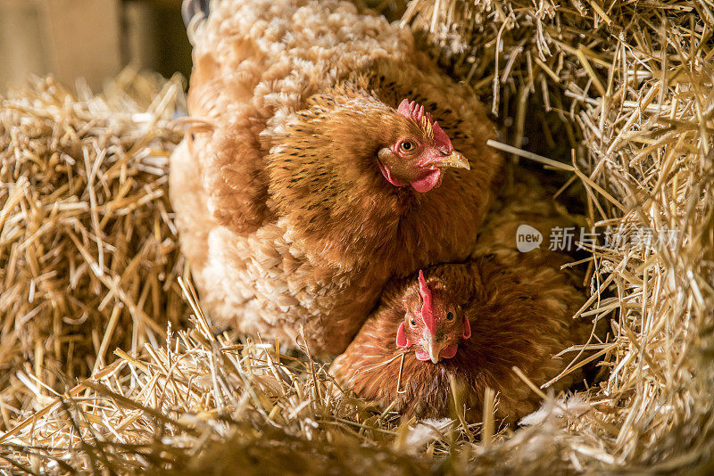 小鸡在鸡舍的干草上休息
