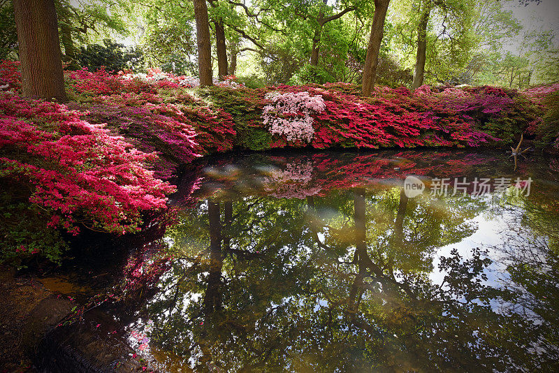 杜鹃花的池塘