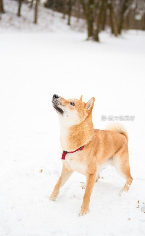 日本柴犬在公园里玩耍