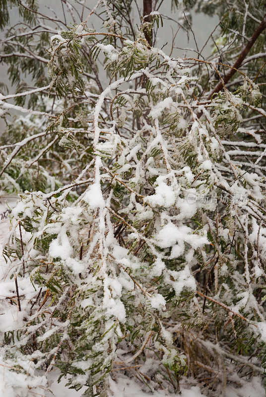 雪树-乌鲁比西，圣卡塔琳娜，巴西