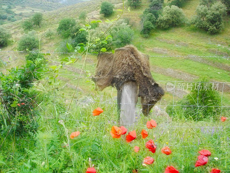 野猪藏在科西嘉岛